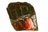 Iridescent Ammolite (Fossil Ammonite Shell) - Alberta, Canada #143655-1